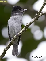 Pachyramphus aglaiae